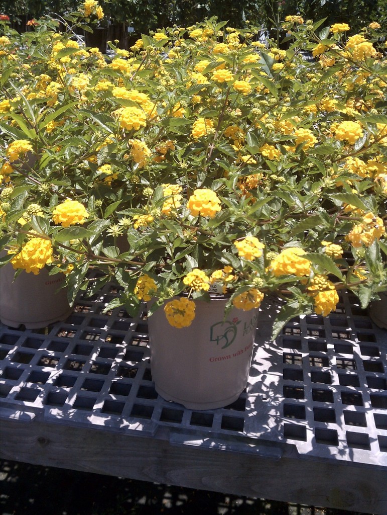 Lantana Gold Mound