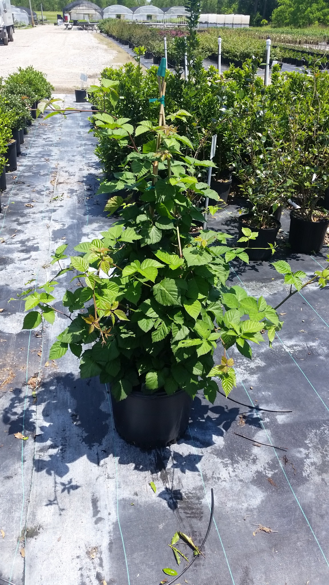 Triple Crown Thornless Blackberry Plant - Stark Bro's