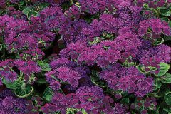 Ageratum