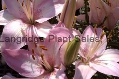 Asiatic Lily