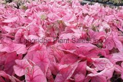 Caladiums
