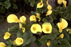 Calla Lily