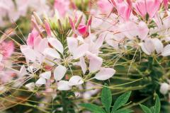 Cleome