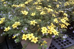 Col. Pots