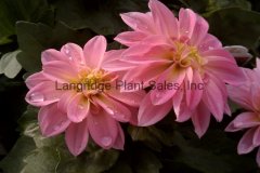 Dahlia