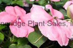 Impatiens