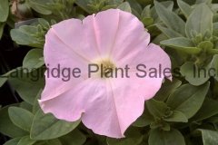 Petunia