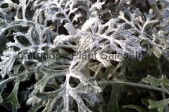 Dusty Miller