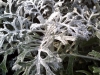 Dusty Miller