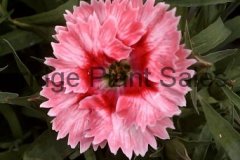 Dianthus