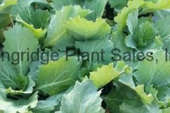 Flowering Cabbage