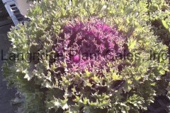 Flowering Kale
