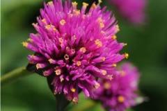 Gomphrena