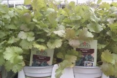 Herbs