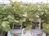 Cilantro Santo