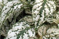 Hypoestes