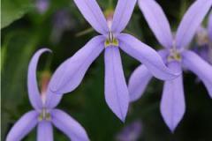 Isotoma