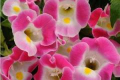 Torenia