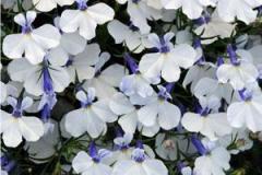 Lobelia