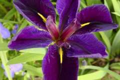 Louisiana Iris