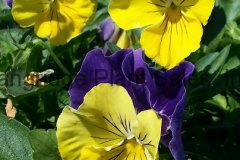 Pansy