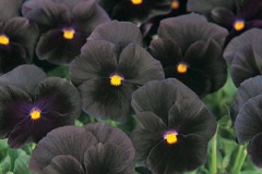 Misc. Pansy