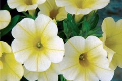 Misc. Petunia