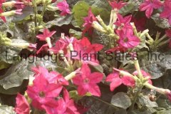 Nicotiana