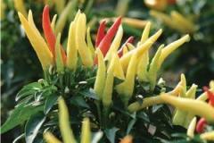 Ornamental Pepper