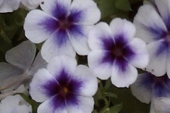 Phlox