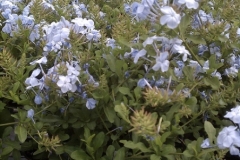 Plumbago