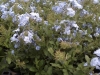 plumbago-2