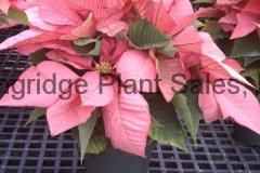 Poinsettia
