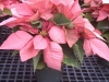 6in. Pink