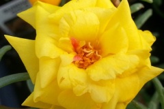Portulaca