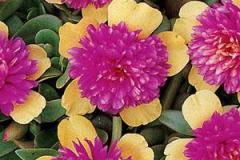 Purslane