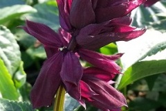 Salvia