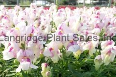 Snapdragons
