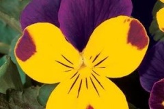Viola