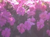 Compact Lilac