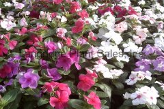 Vinca