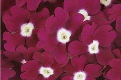 Verbena