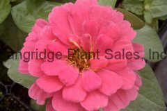 Zinnia