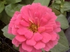 Magellan Pink