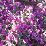 Pretty Flora Pink Petunia