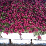 Shockwave Deep Purple Petunia