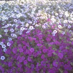 Wave Purple and Tidal Wave Silver Petunias