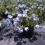 Plumbago 3G