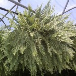 Boston Fern