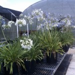 Agapanthus